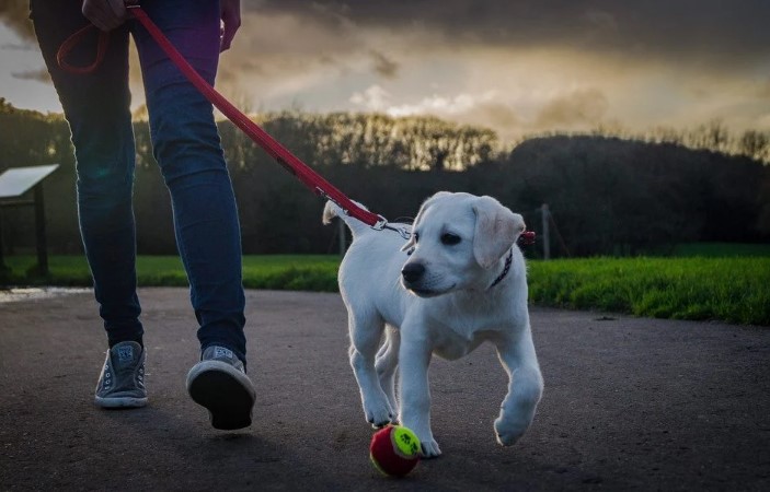 Five Clever Ways to Help your Elderly Dog Walk Easier